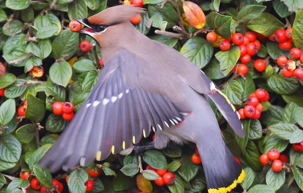 Picture leaves, berries, bird, Bush, food, tail, the Waxwing