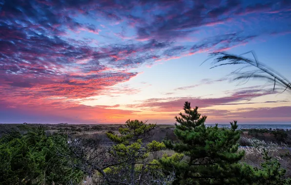Sea, trees, landscape, sunset