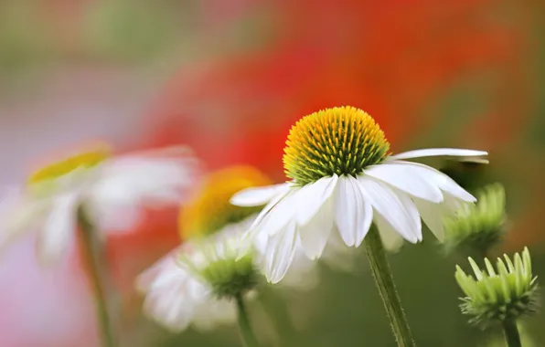 Macro, bokeh, Echinacea