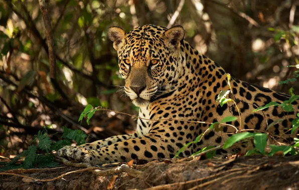 Picture portrait, look, lies, face, Jaguar
