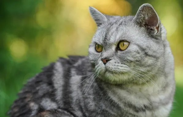 Cat, grass, cat, look, face, yellow, green, grey
