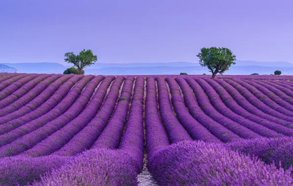 Summer, the sky, trees, flowers, hills, dal, the ranks, lavender