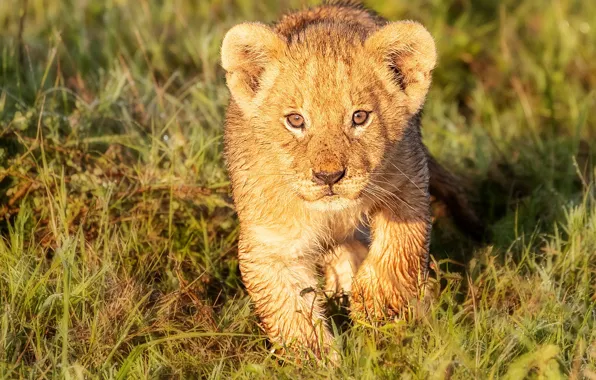 Grass, look, cub, kitty, face, wild cat, lion