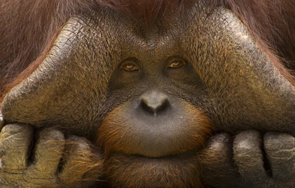 Picture look, face, monkey, orangutan