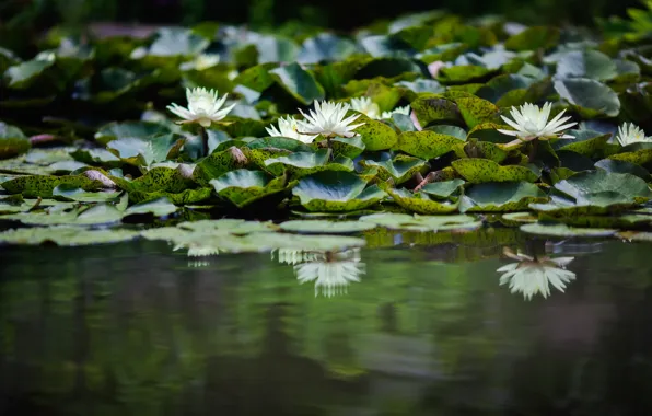 Picture water, flowers, lake, petals, Lily, water Lily