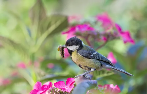 Picture flowers, caterpillar, branches, nature, bird, tit