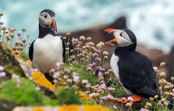 Picture the sky, flowers, nature, stones, bird, two, pair, stalled