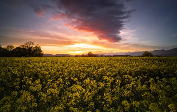 Field, the sky, clouds, light, sunset, flowers, spring, dal