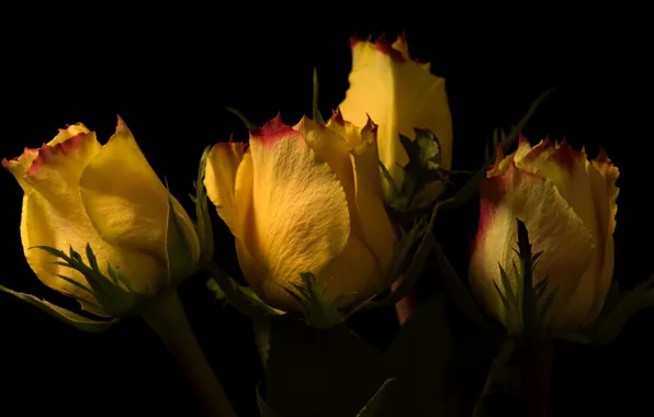 Yellow, roses, buds