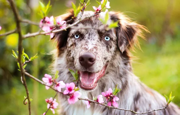 Greens, eyes, face, flowers, branches, tree, portrait, dog