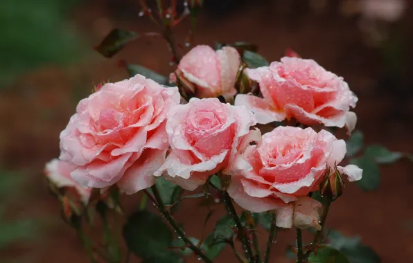 Picture flowers, garden, roses, bokeh, pink, buds, drops, stem