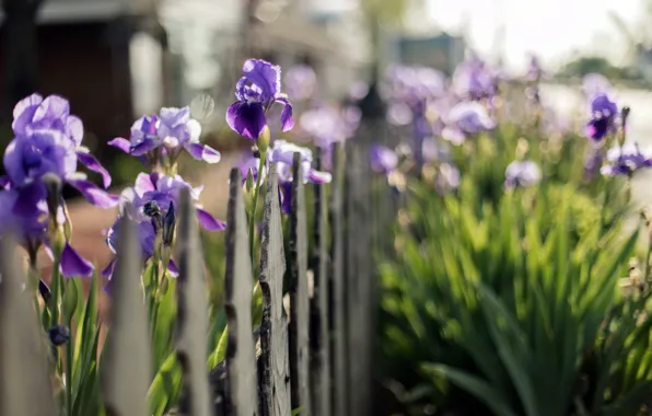 Picture summer, the fence, flowers