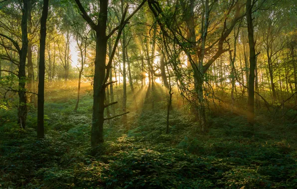 Greens, forest, trees, UK, the rays of the sun, the bushes