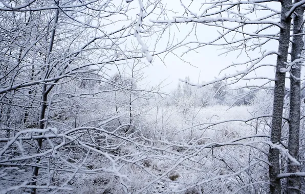 Forest, park, winter, snow, tree, cold, twig