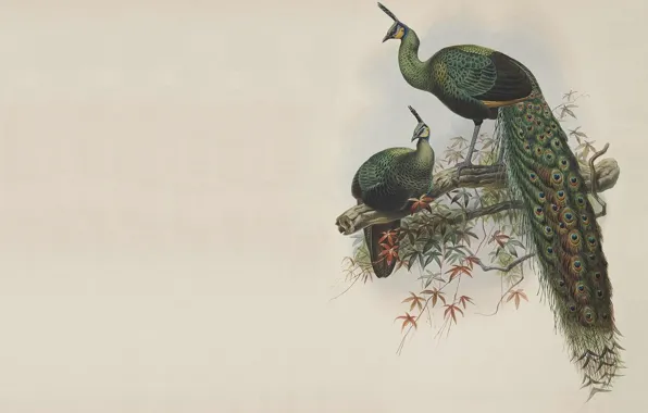 Bird, minimalism, branch, East, master, art, pair, peacock