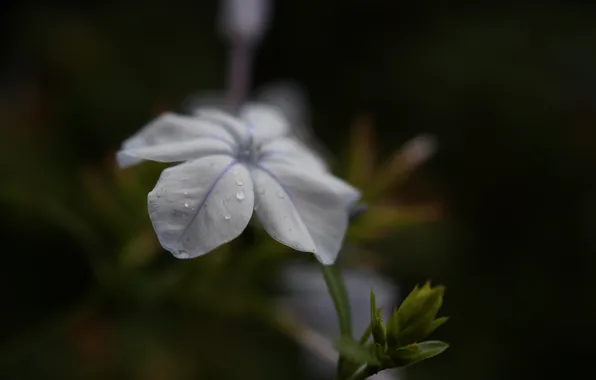 Picture flower, petals, blue