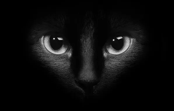 Picture cat, eyes, cat, Kote, the dark background