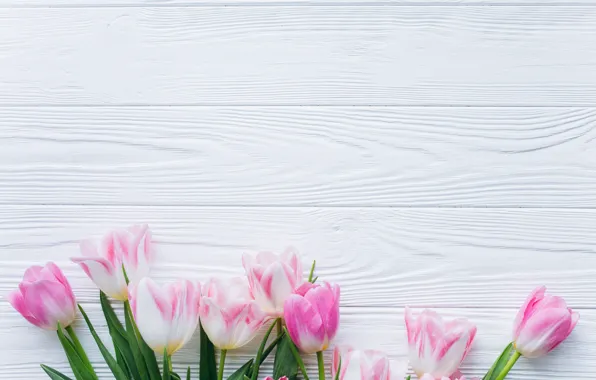 Flowers, tulips, pink, fresh, wood, pink, flowers, beautiful