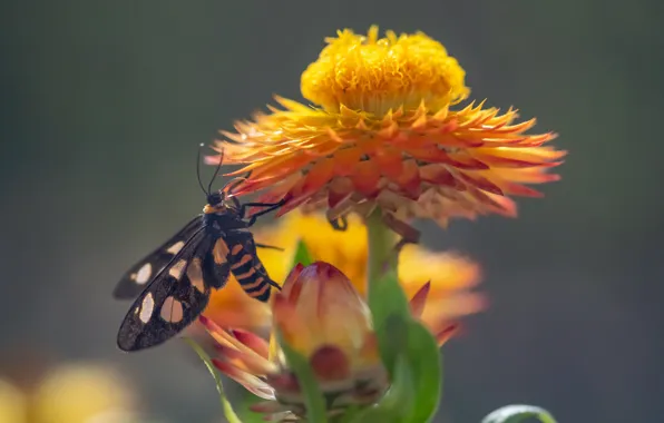 Flower, butterfly, Fleur Walton