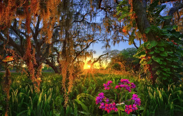 Trees, sunset, flowers, FL, fern