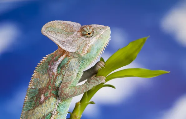 Picture the sky, nature, chameleon, branch, blur, lizard, animals, nature