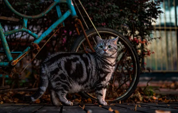 Cat, bike, the dark background