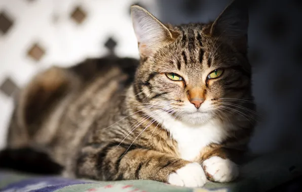 Picture cat, cat, look, face, light, portrait, shadow, lies