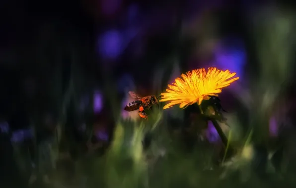Flower, macro, bee, dandelion, Kulbaba, тarxacum, kulьbava květka