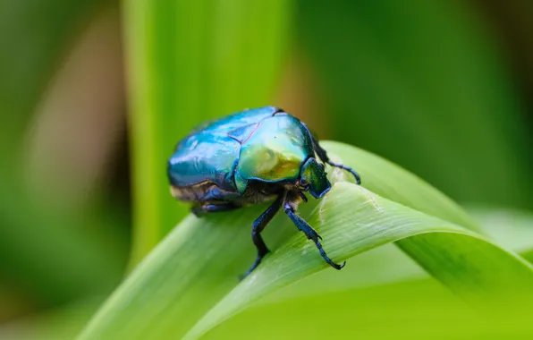Greens, leaves, macro, beetle, insect, brilliant, brantovka, brantovka Golden