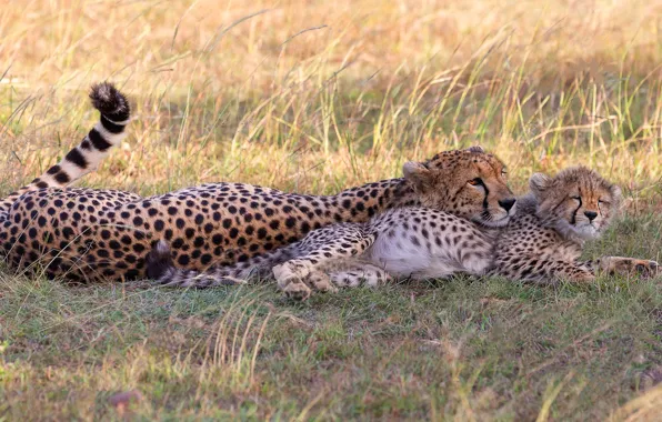 Field, grass, kitty, stay, baby, pair, Cheetah, cub