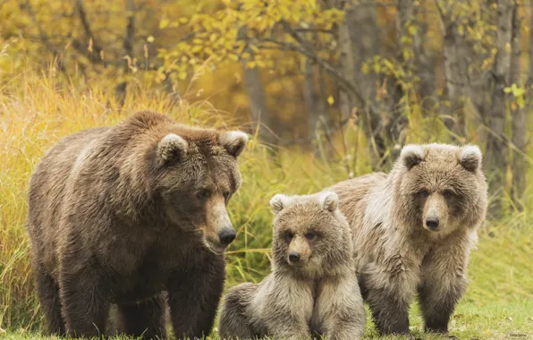 Picture family, bears, grizzly