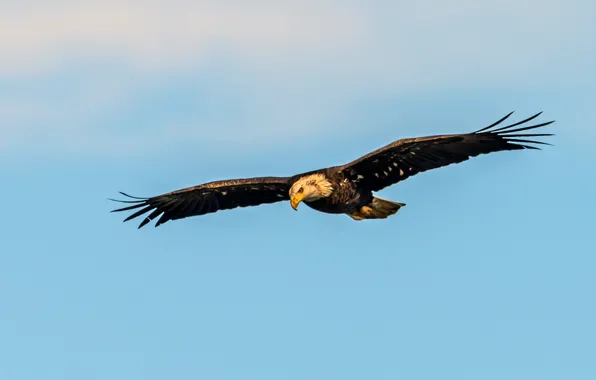Picture flight, eagle, wings, blue sky, bald eagle, wildlife