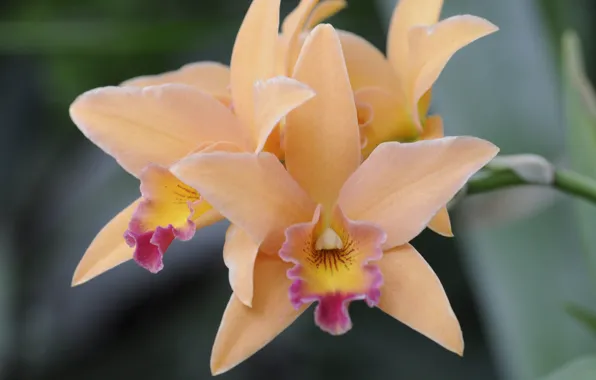 Picture macro, nature, petals, Orchid