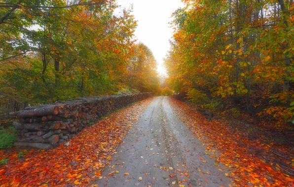 Road, autumn, forest, leaves, light, trees, branches, nature