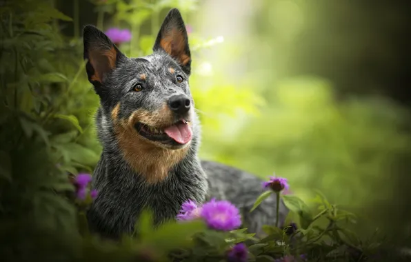 Greens, flowers, each, dog