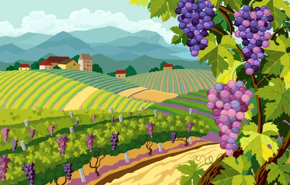 Nature, landscape, grapes, bunch, vineyard, landscapes, Vector, grapes