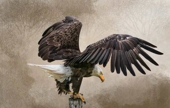 Branches, wings, treatment, post, texture, stroke, bald eagle