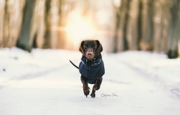 Winter, background, dog