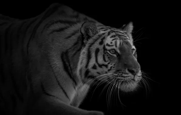 Picture tiger, predator, sneaks, handsome