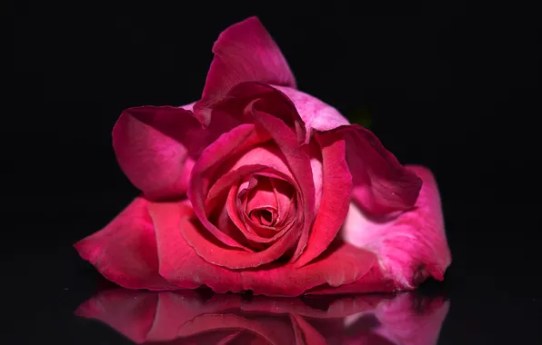 Flower, reflection, pink, rose, petals