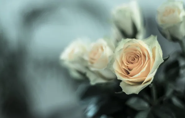 Flowers, background, roses, white, blur, bokeh, cream