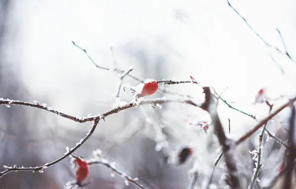 Winter, snow, frost, briar