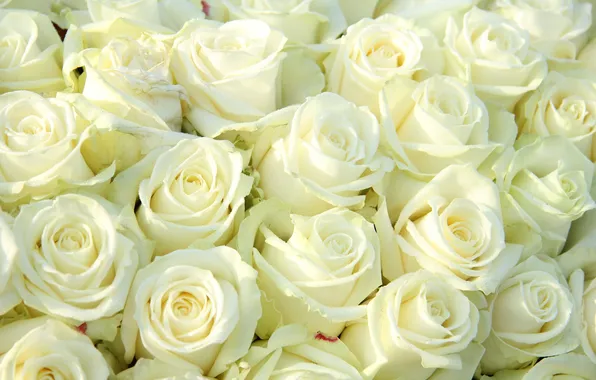 Flowers, bouquet, white roses