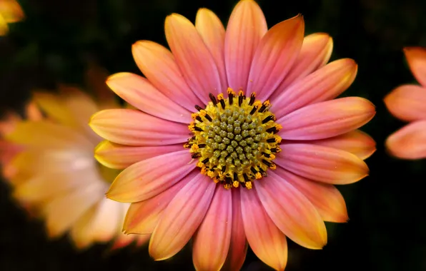 Flowers, background, paint, petals