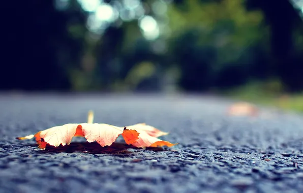 Autumn, macro, dry, leaf, asphalt. road