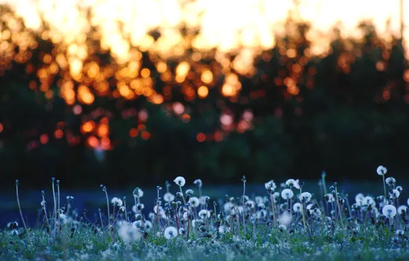 Trees, flowers, nature, glare, glade, dandelions, silhouettes, bokeh