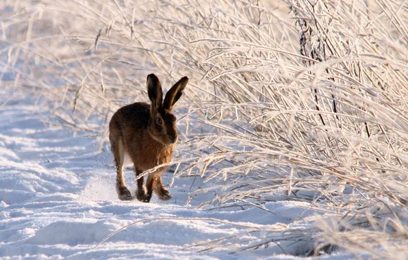 Picture winter, nature, hare