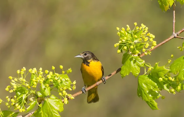 Picture leaves, branches, bird, Baltimore Oriole