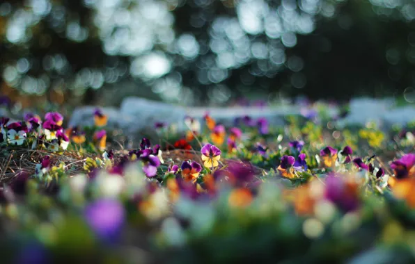 Flowers, glare, blur, Pansy