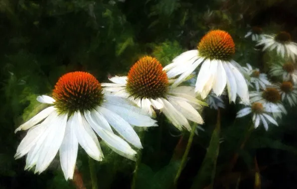 Picture summer, flowers, nature, style